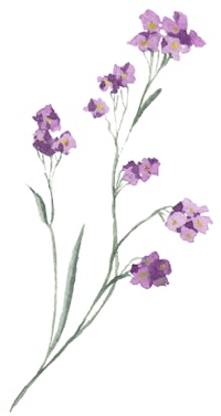 purple flowers on a white background